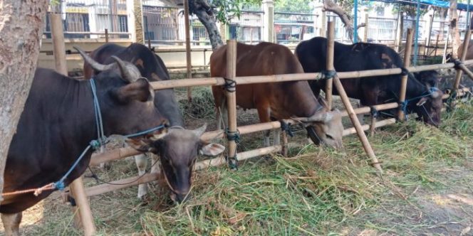 
 Jelang Iedul Adha, Penjualan Hewan Kurban Meningkat