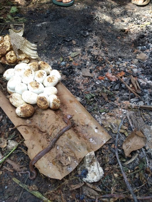 
 Damkar Kota Bekasi Evakuasi Sarang Ular Kobra