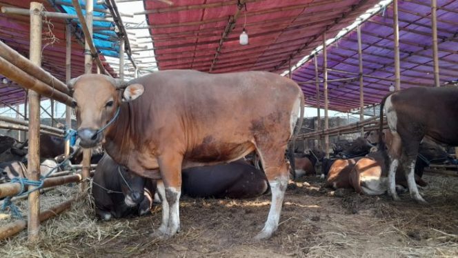 
 Masa PPKM Darurat, CV Indo Raya Sediakan Jasa Pemotongan dan Pengiriman Hewan Kurban