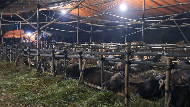 
 Buka Lebih Awal, Kandang Hewan Kurban Indoraya Tambun Dapatkan Promo Istimewa