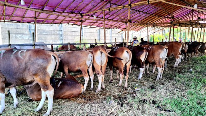 
 Pasar Hewan Kurban Bekasi Buka Lebih Awal, Promo Khusus April Tawarkan Harga Menarik