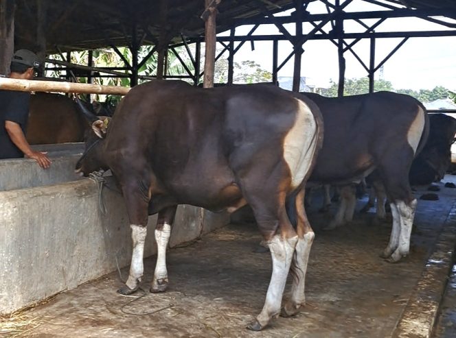 
 Pedagang Kurban Bekasi Hadirkan Promo Berbagi: Setiap Pembelian Kambing, Donasi untuk Palestina